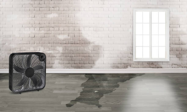Best Carpet water damage restoration  in Earlvle, IL