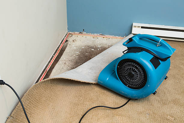Best Sewage cleanup and water damage restoration  in Earlvle, IL